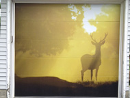 Accent Images - The Buck